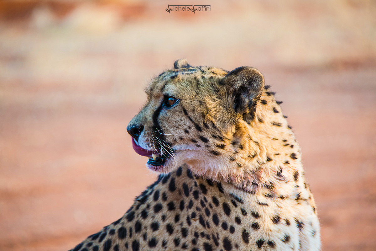 Namibia - Cheetah