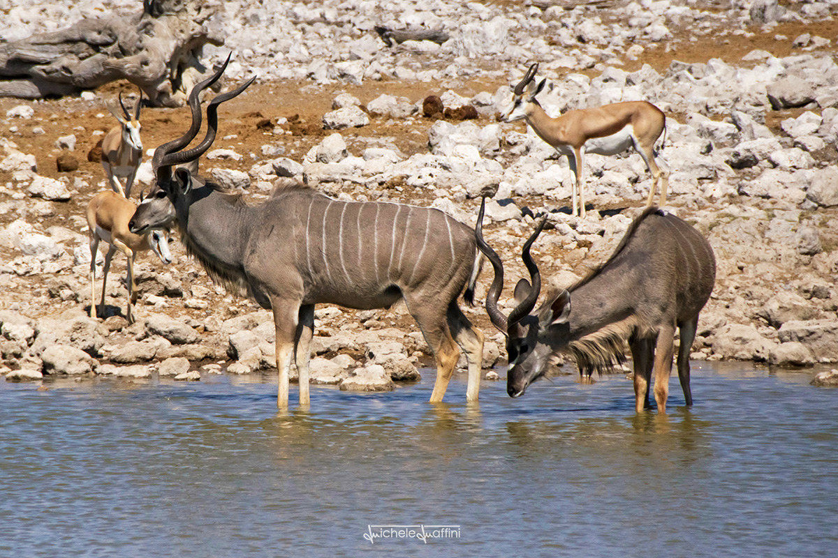 Namibia - Kudu