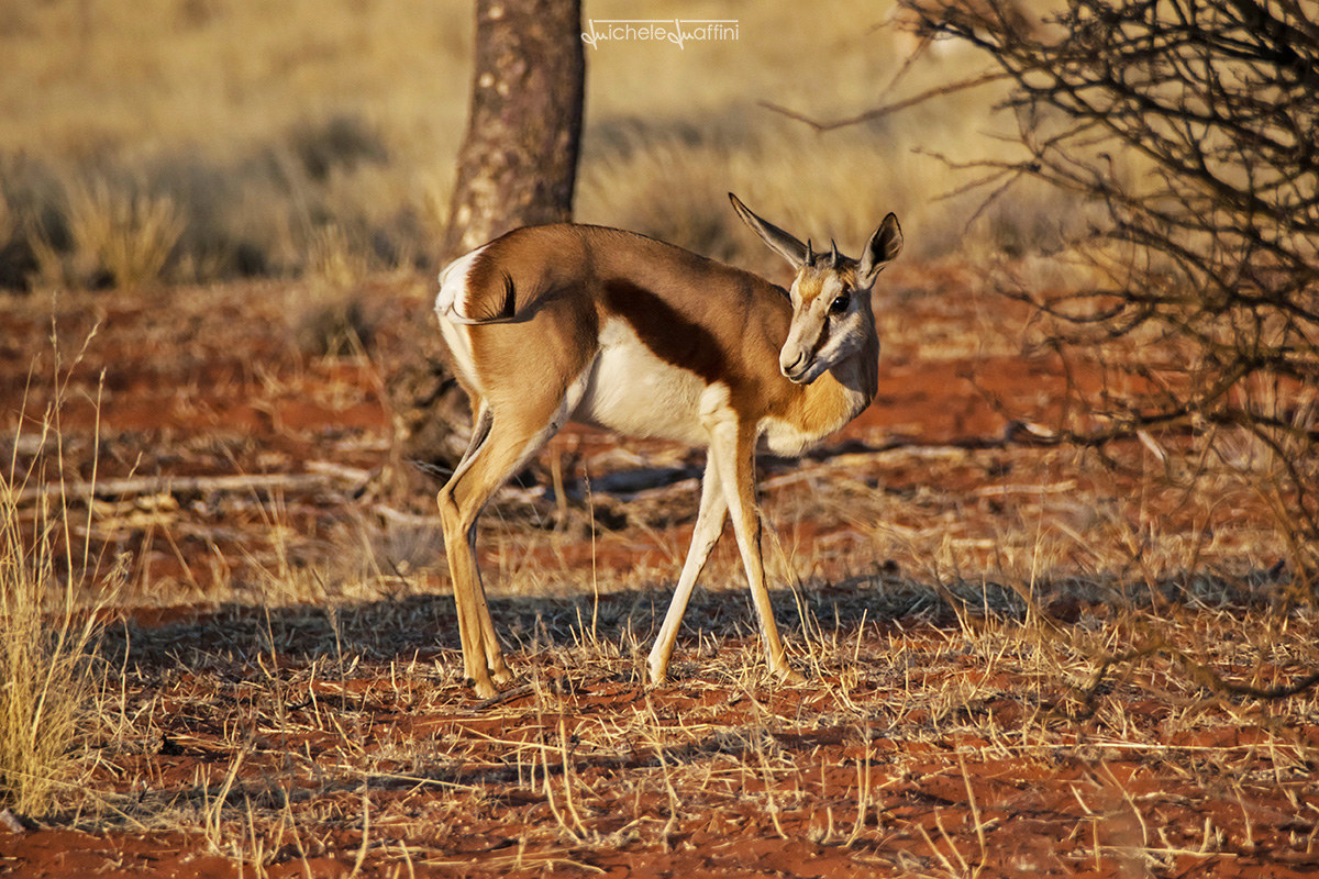 Namibia - Sprinbok