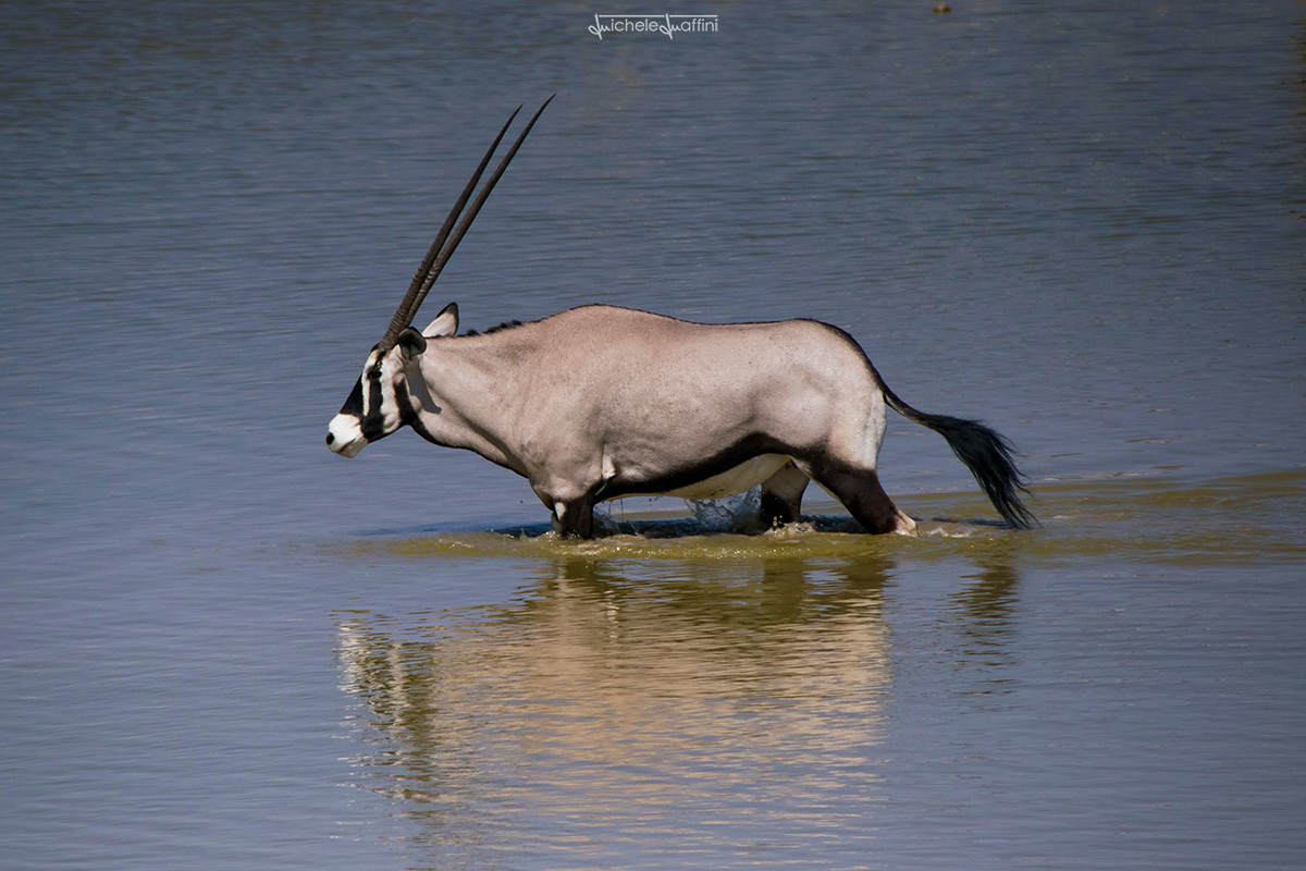 Namibia - Orix (Gemsbok)
