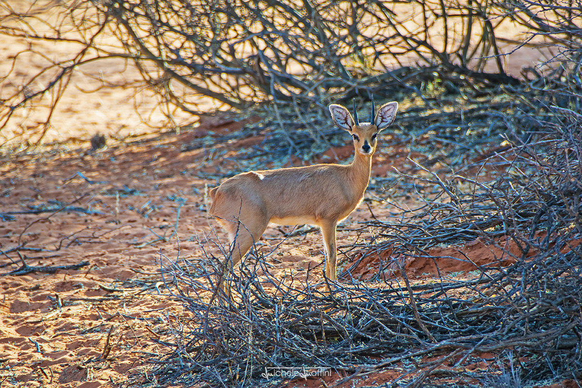 Namibia - Steenbok