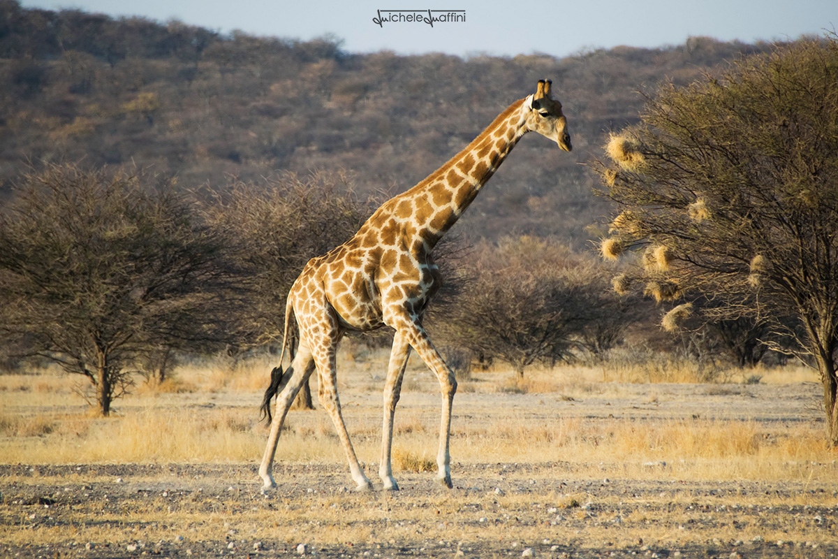 Namibia - Giraffe