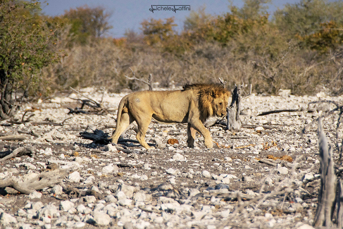 Namibia - Lion