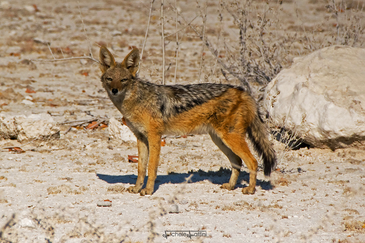 Namibia - Jackal