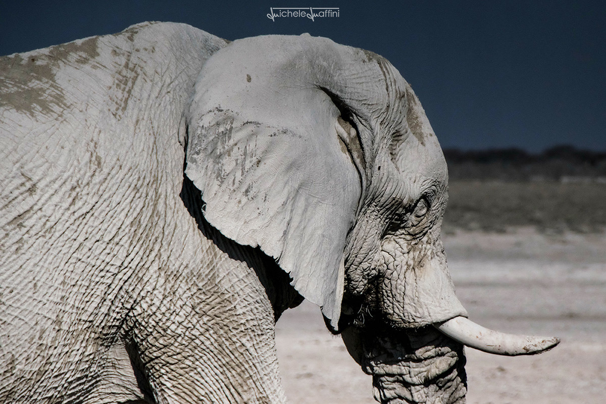 Namibia - Elephant