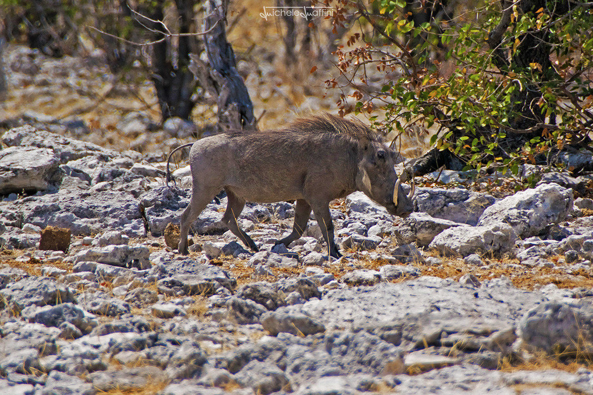 Namibia - Warthog