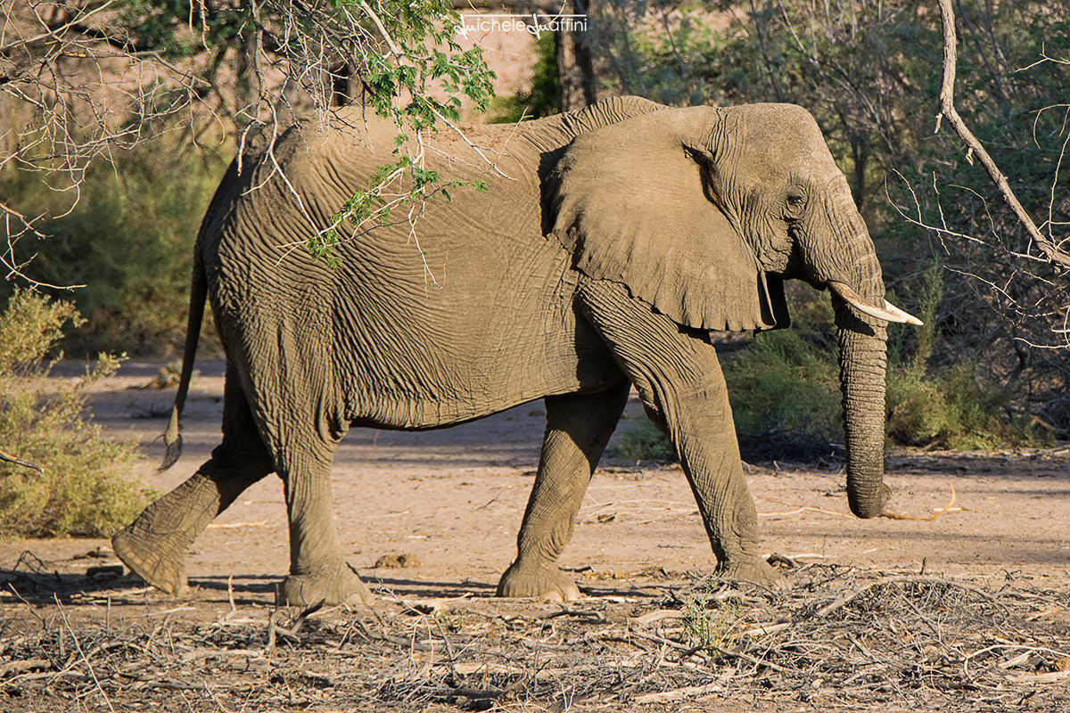 Namibia - Elephant