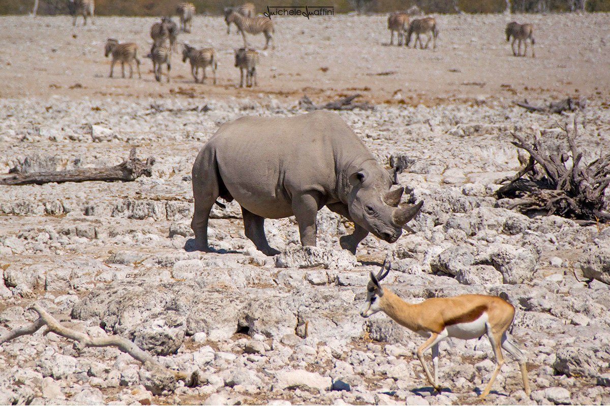 Namibia - Rhino