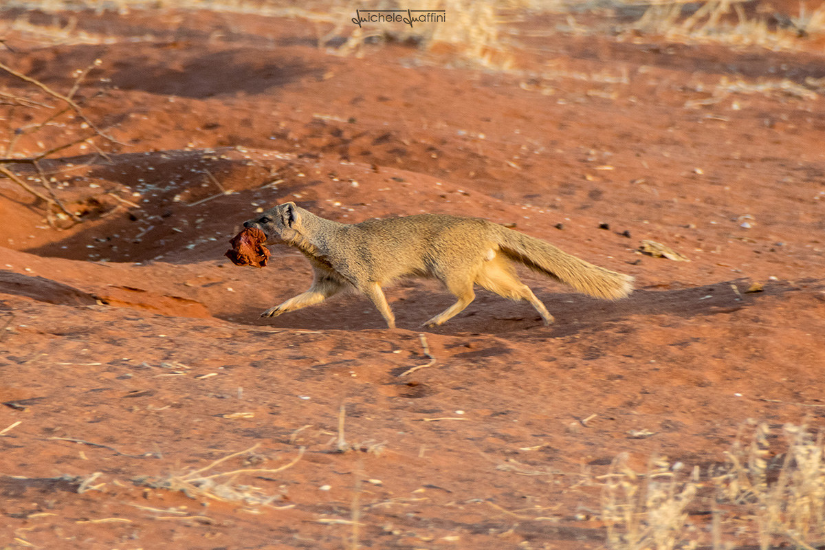 Namibia - yellow mongoose