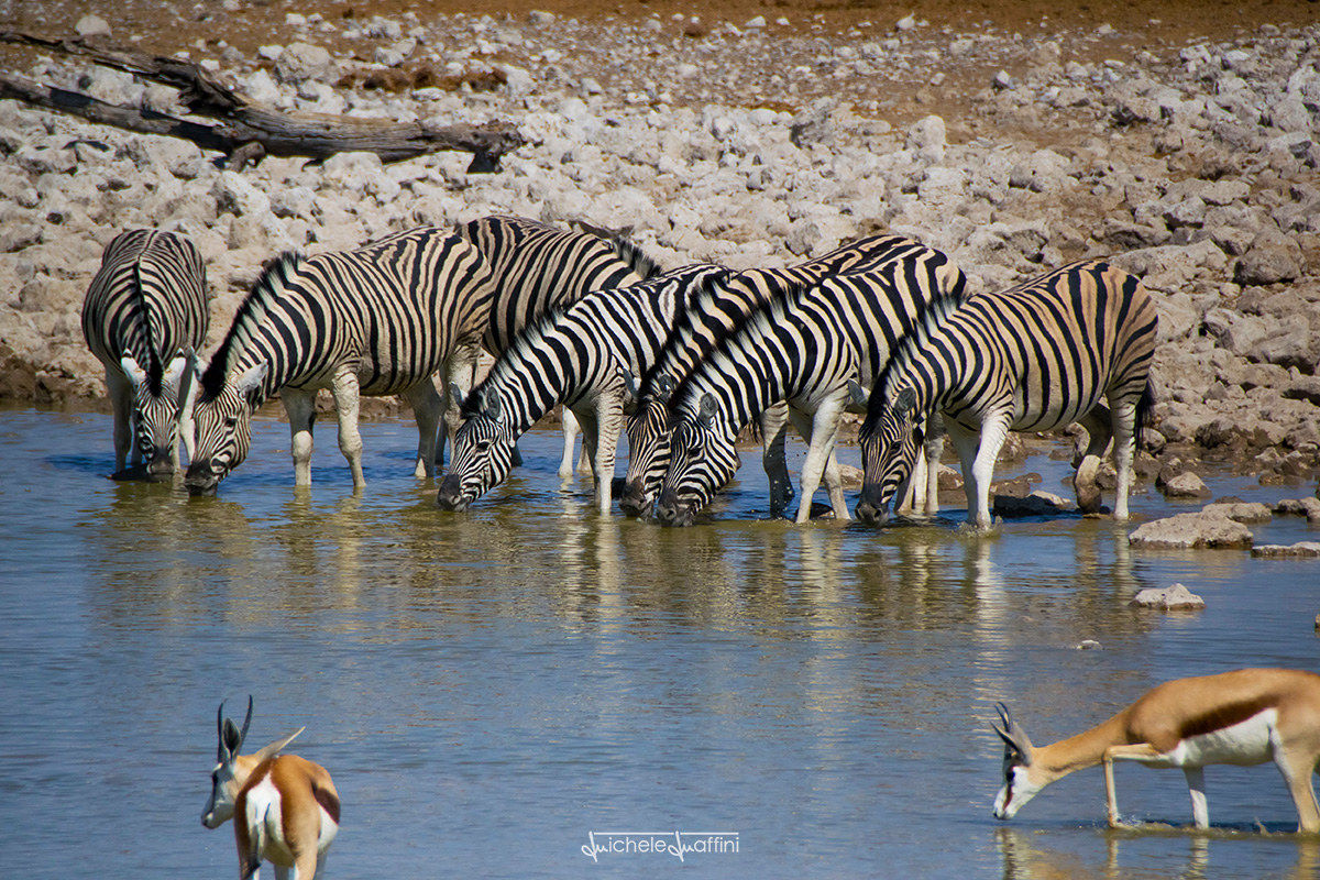 Namibia - Zebras