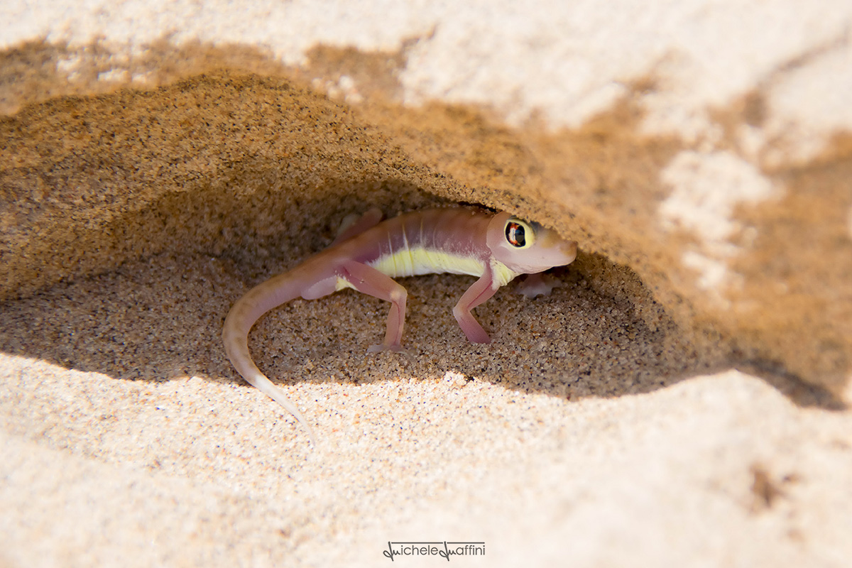 Namibia - Geco Webbed