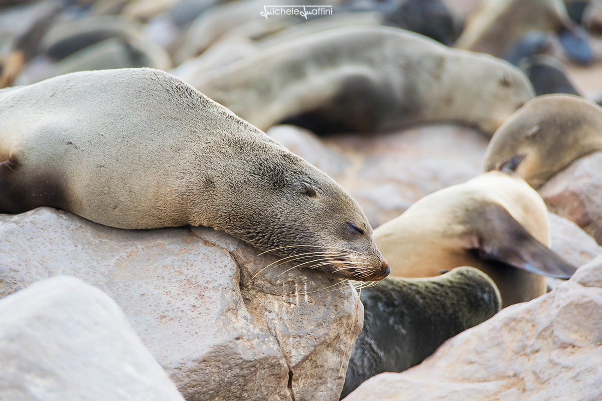 Namibia - Sealion