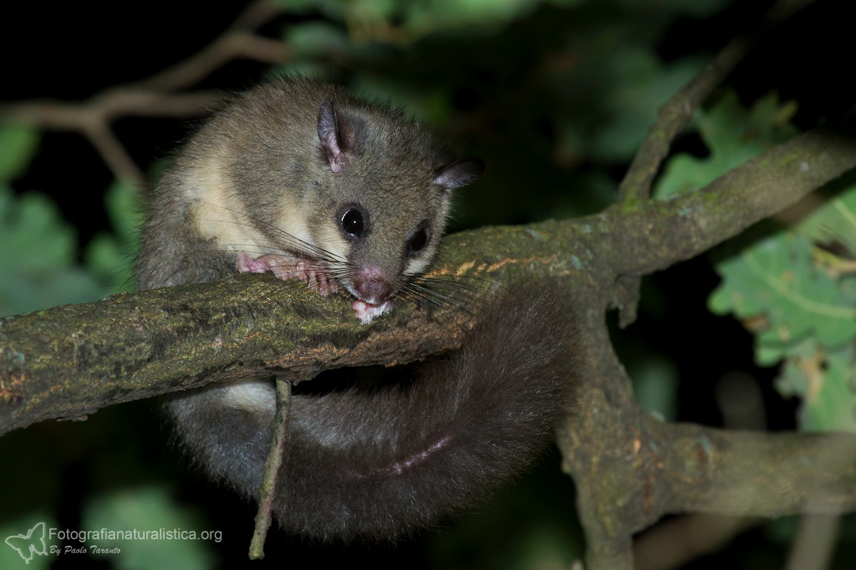 Dormouse (Glis glis) of company [Fat Dormouse]