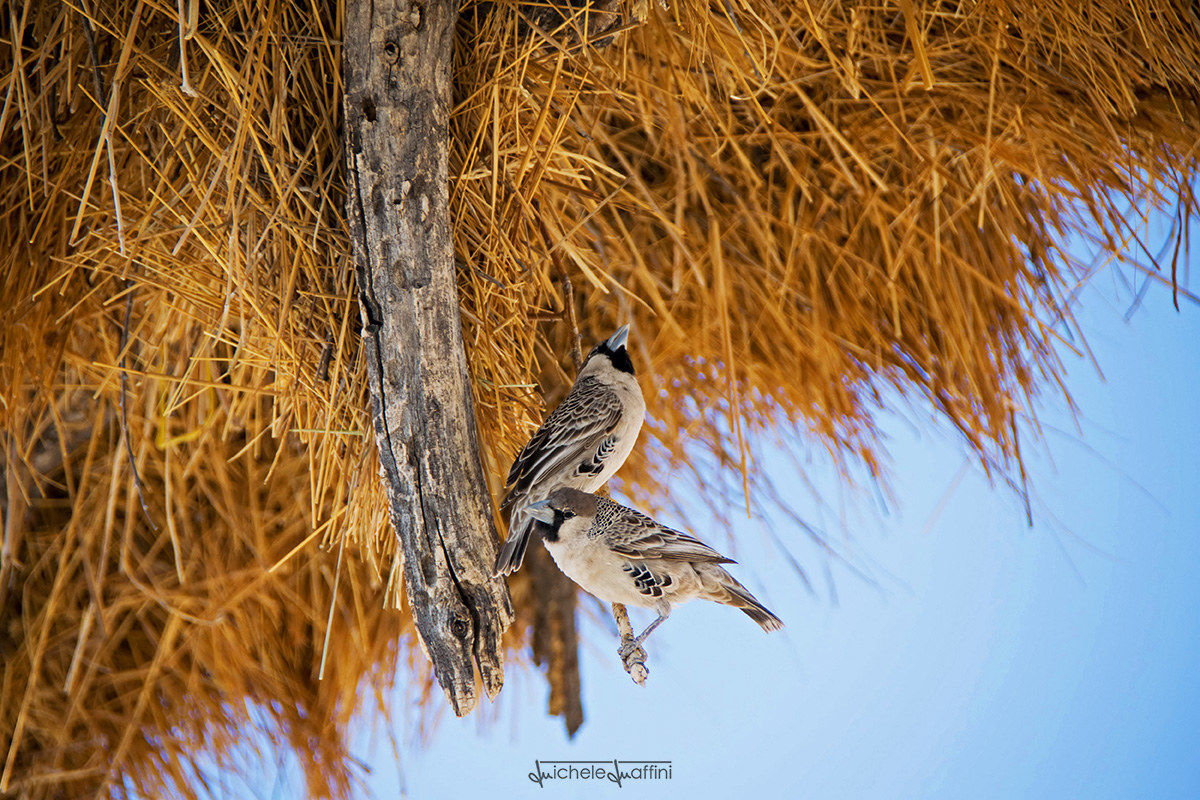 Namibia - Birds Weavers