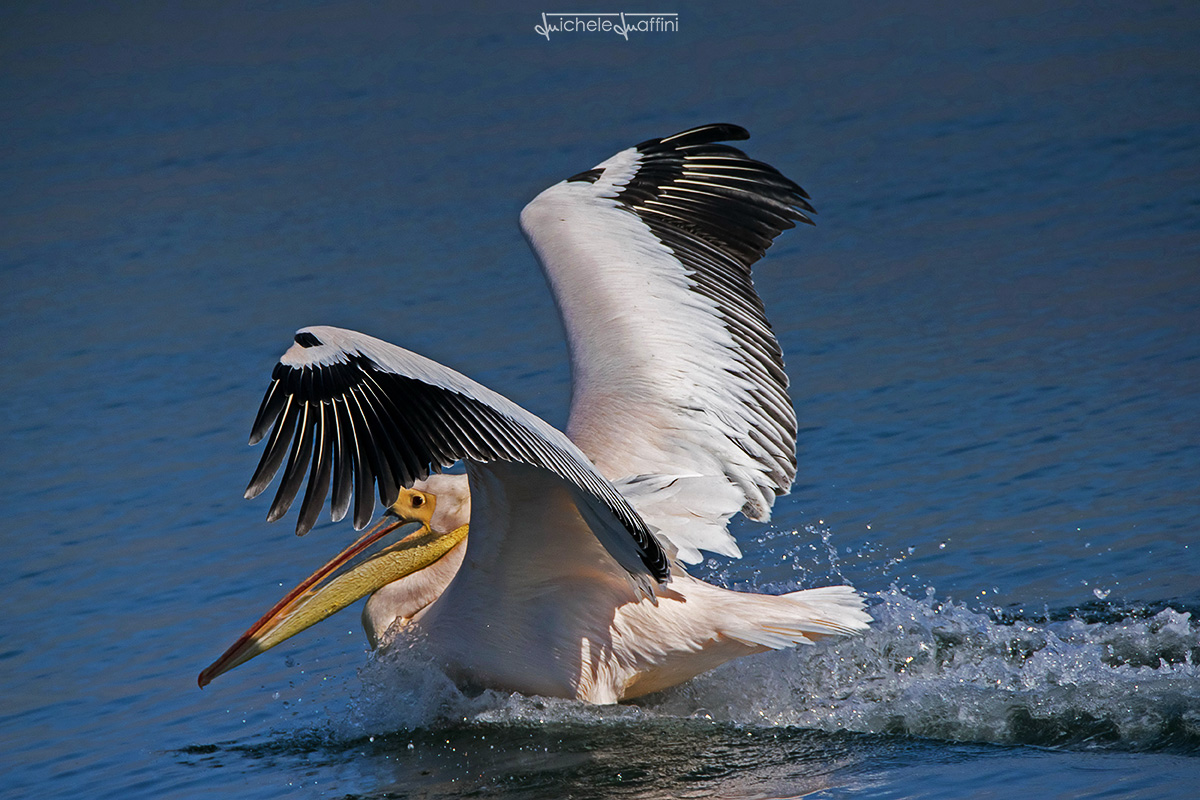 Namibia - Great White Pelican in ditching