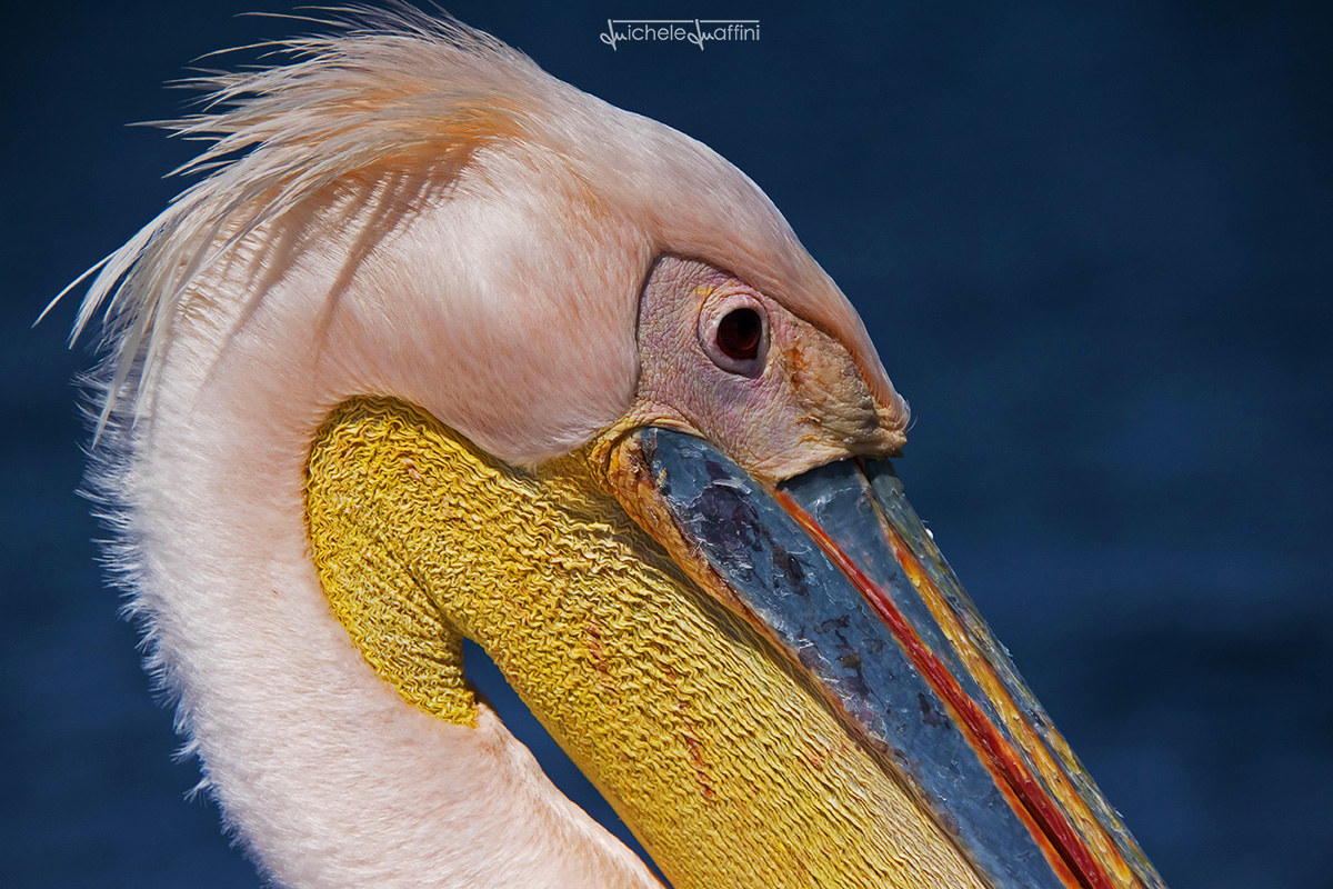 Namibia - Great White Pelican posing
