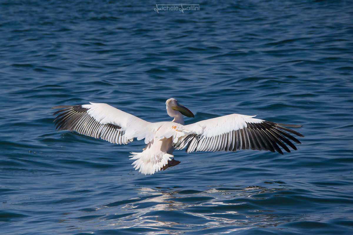 Namibia - Great White Pelican