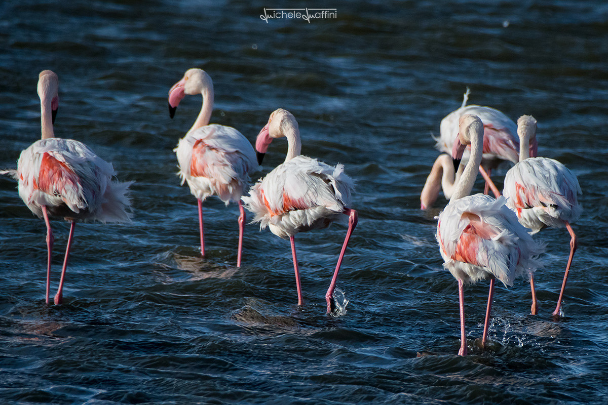 Namibia - Pink Flamingos in the wind
