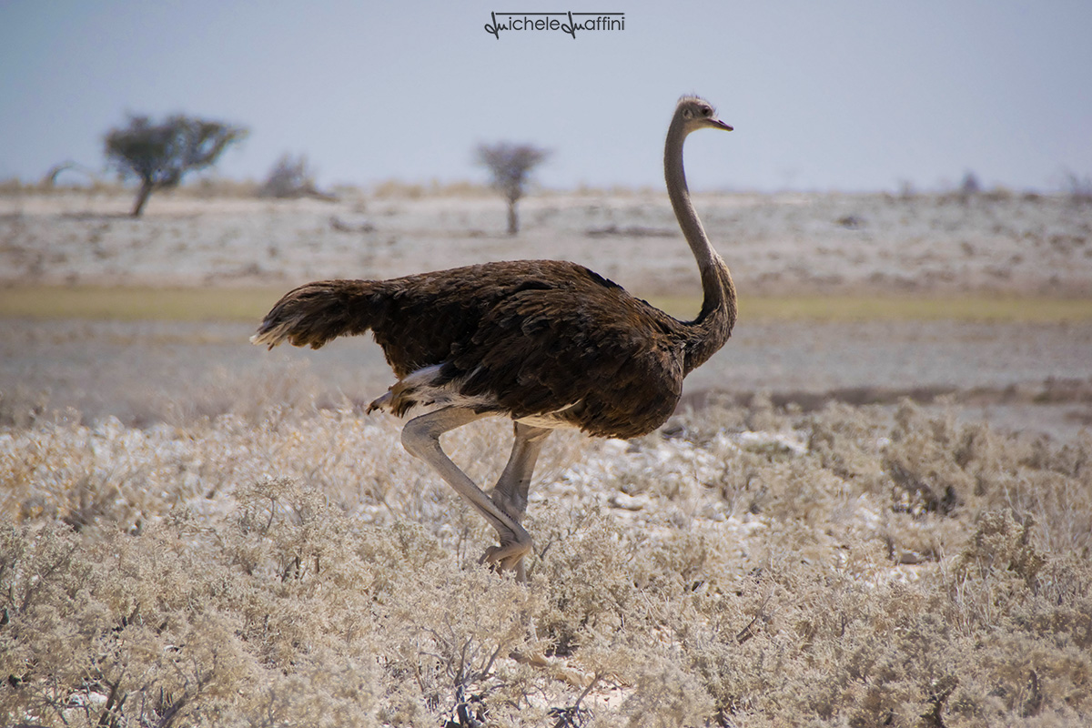Namibia - Ostrich female in race