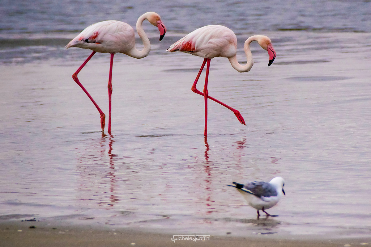 Namibia - Pink Flamingos walking