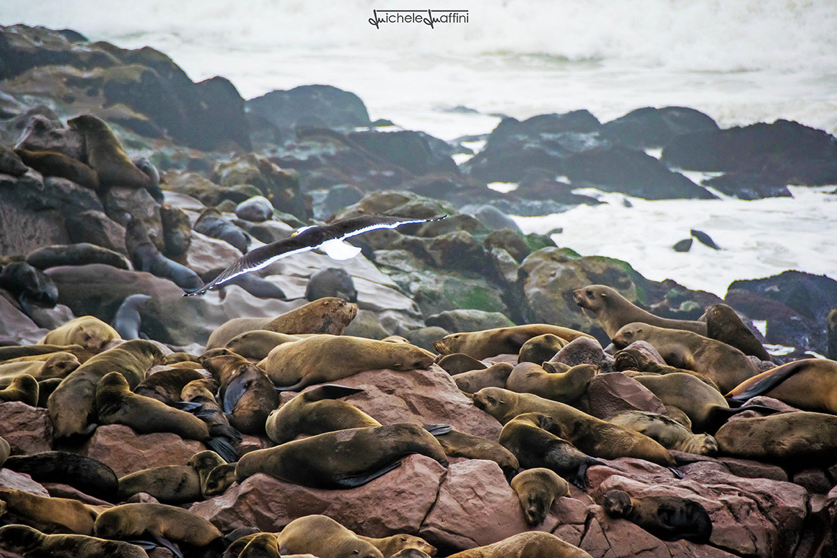Namibia - Otarie with flying gabiano