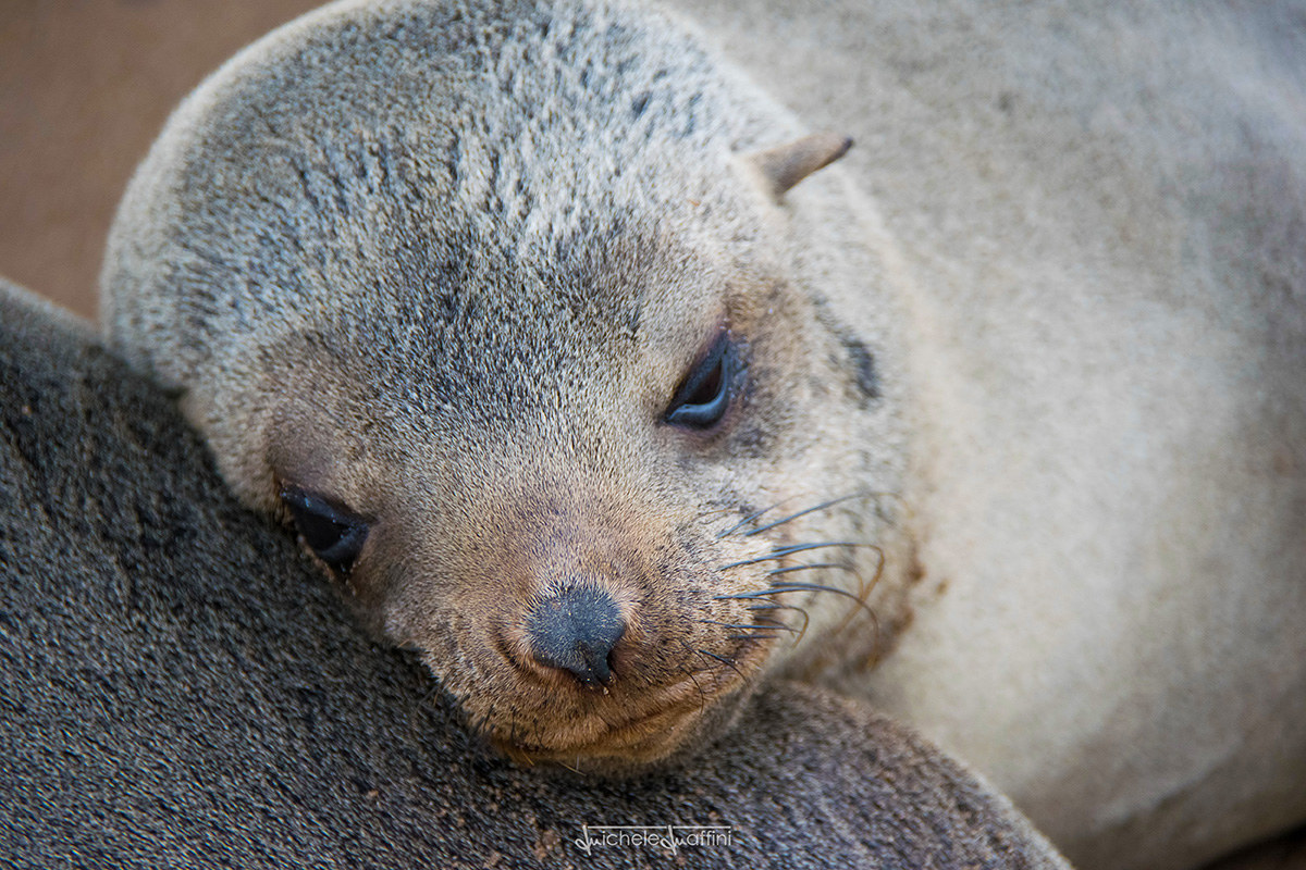 Namibia - Sea Lion thoughtfully