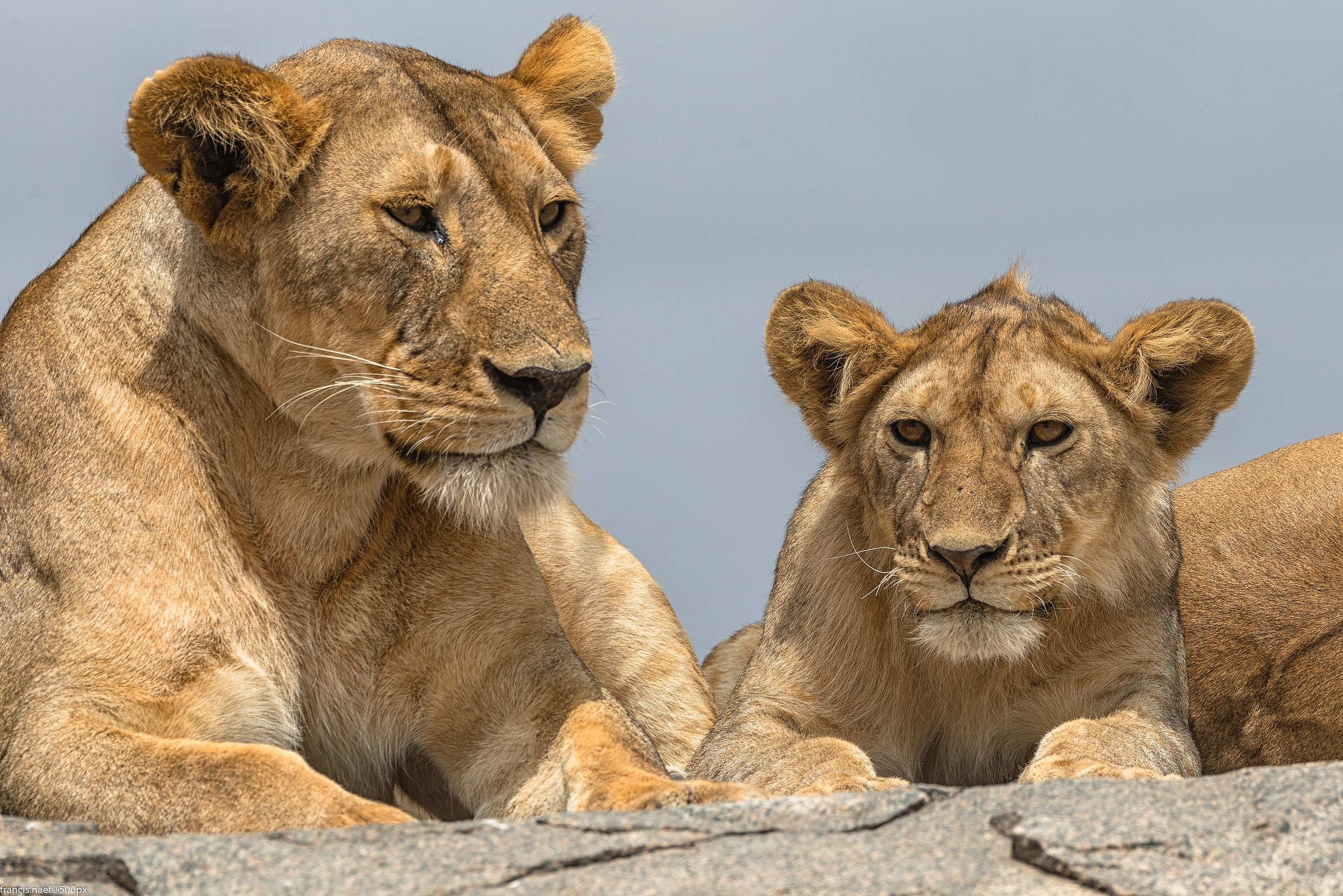 Lions of Serengeti