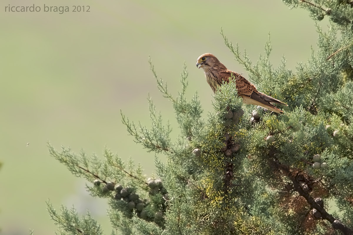 The kestrel and the cypress