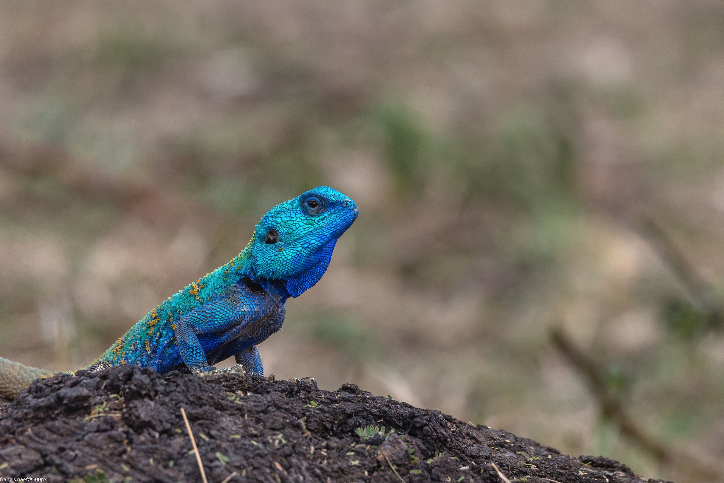 Blue agama