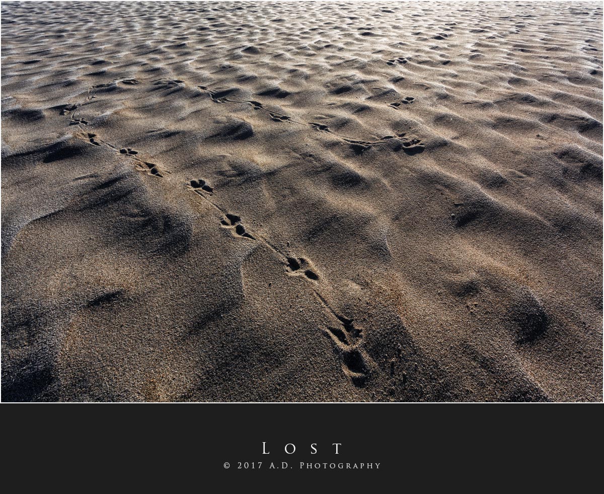 L o s t