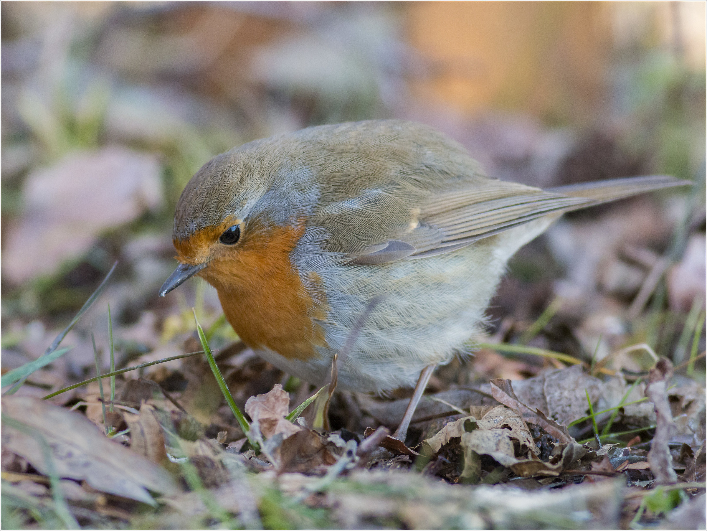 confidant oettirosso