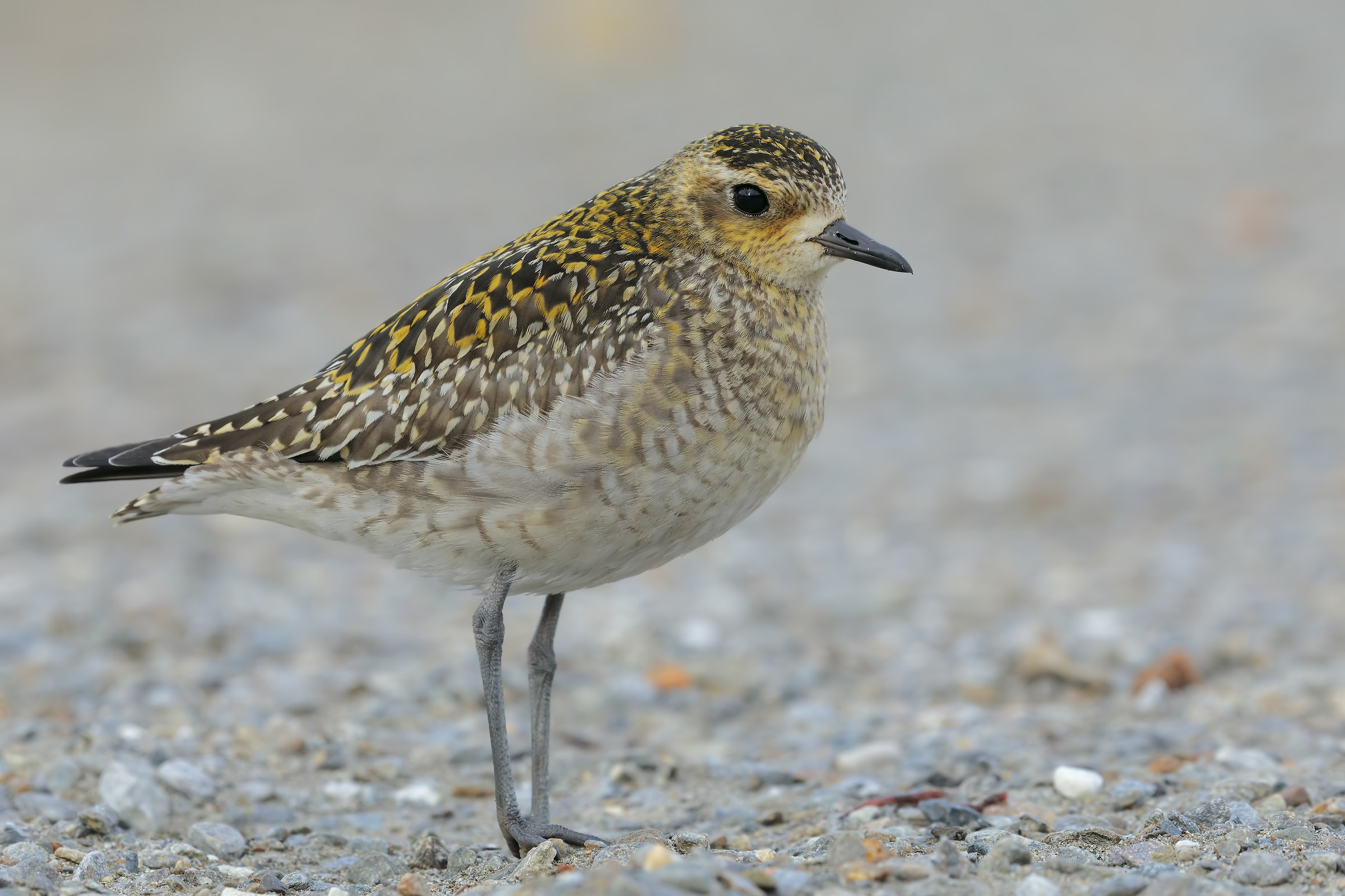 Plover 5000px