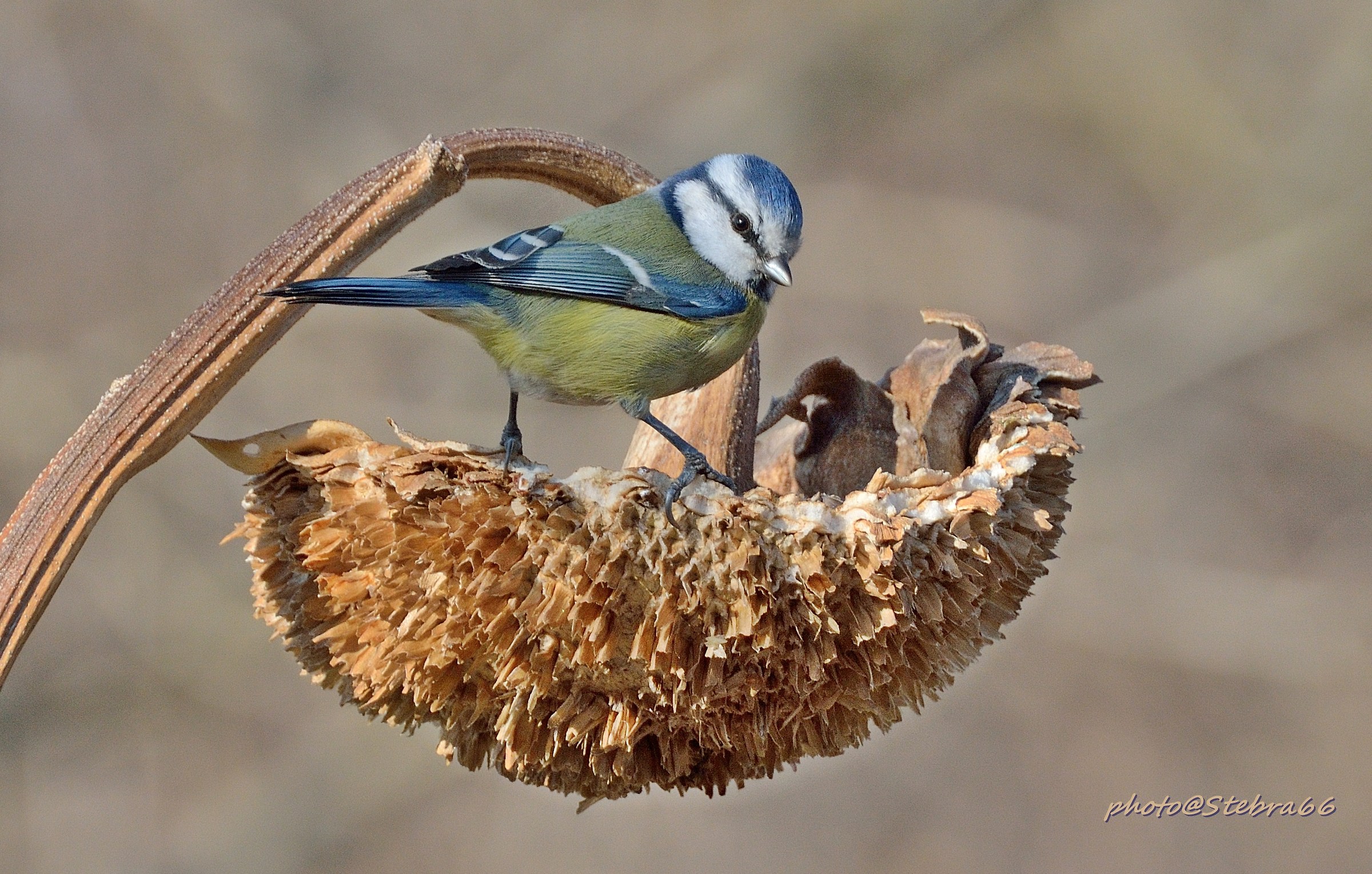 cinciarella su girasole