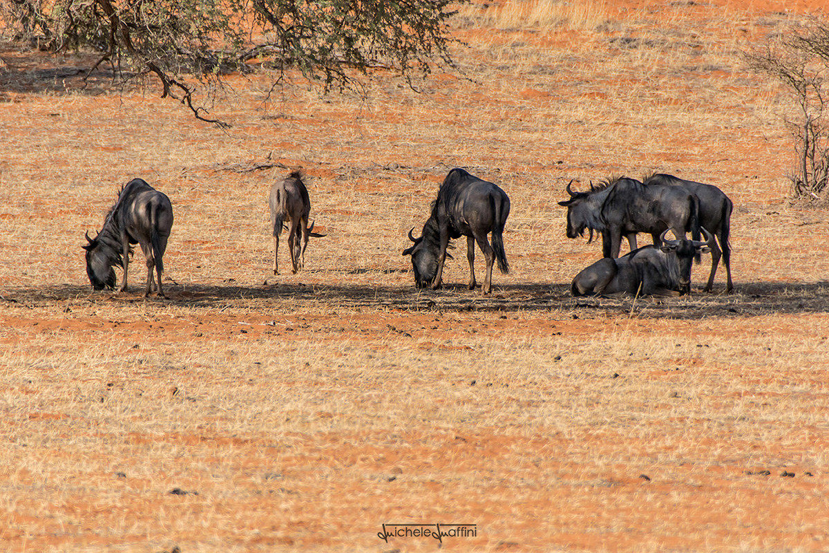 Namibia - Blue wildebeest
