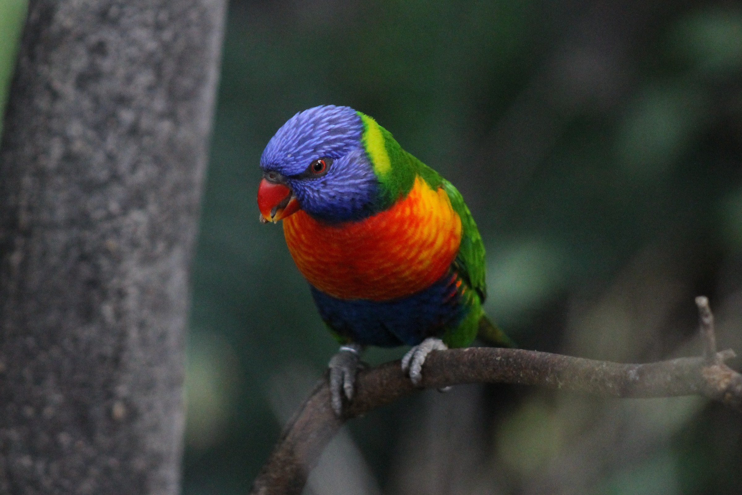 Australian parrot