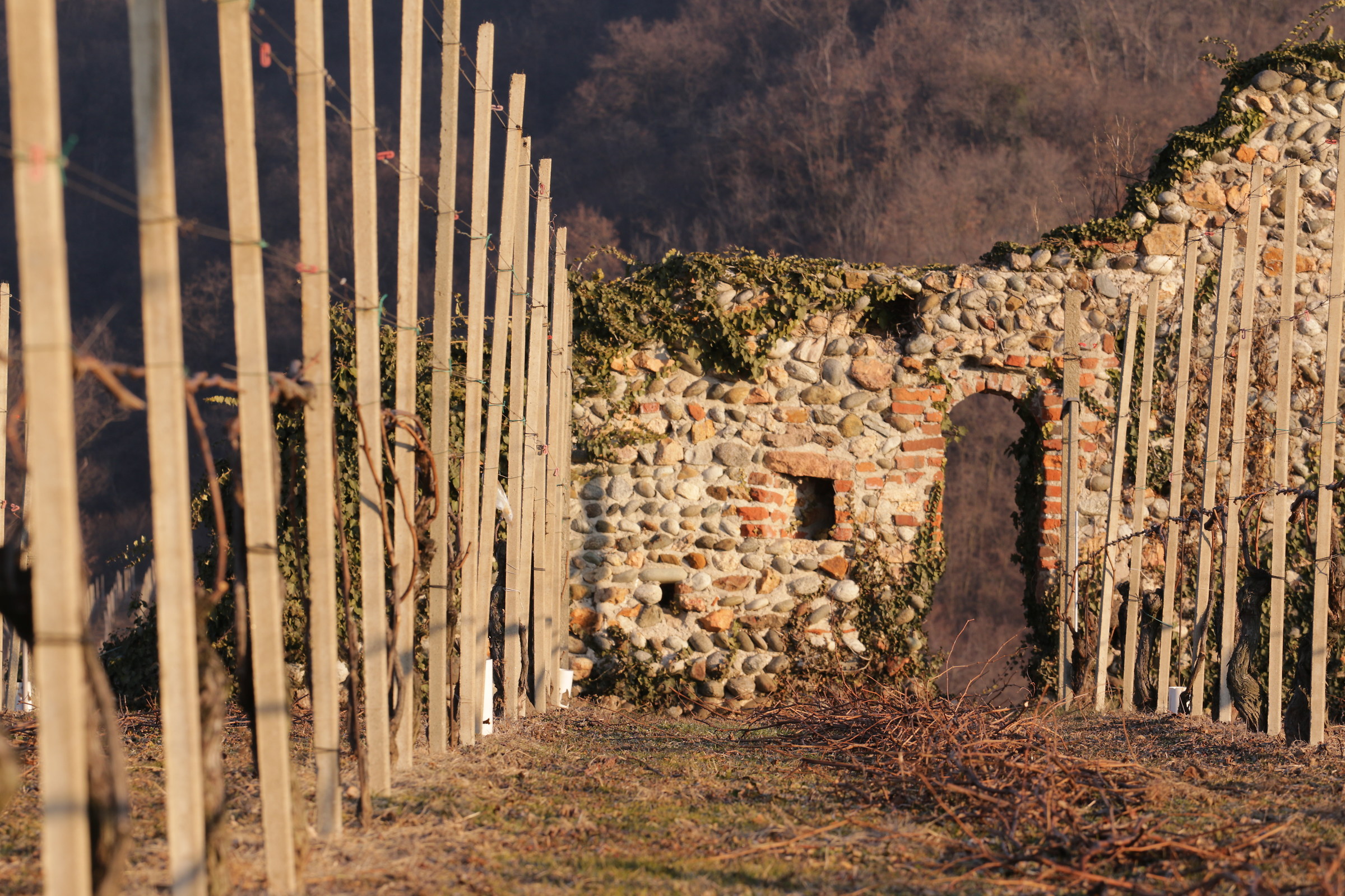 Vecchie mura e nuovi filari