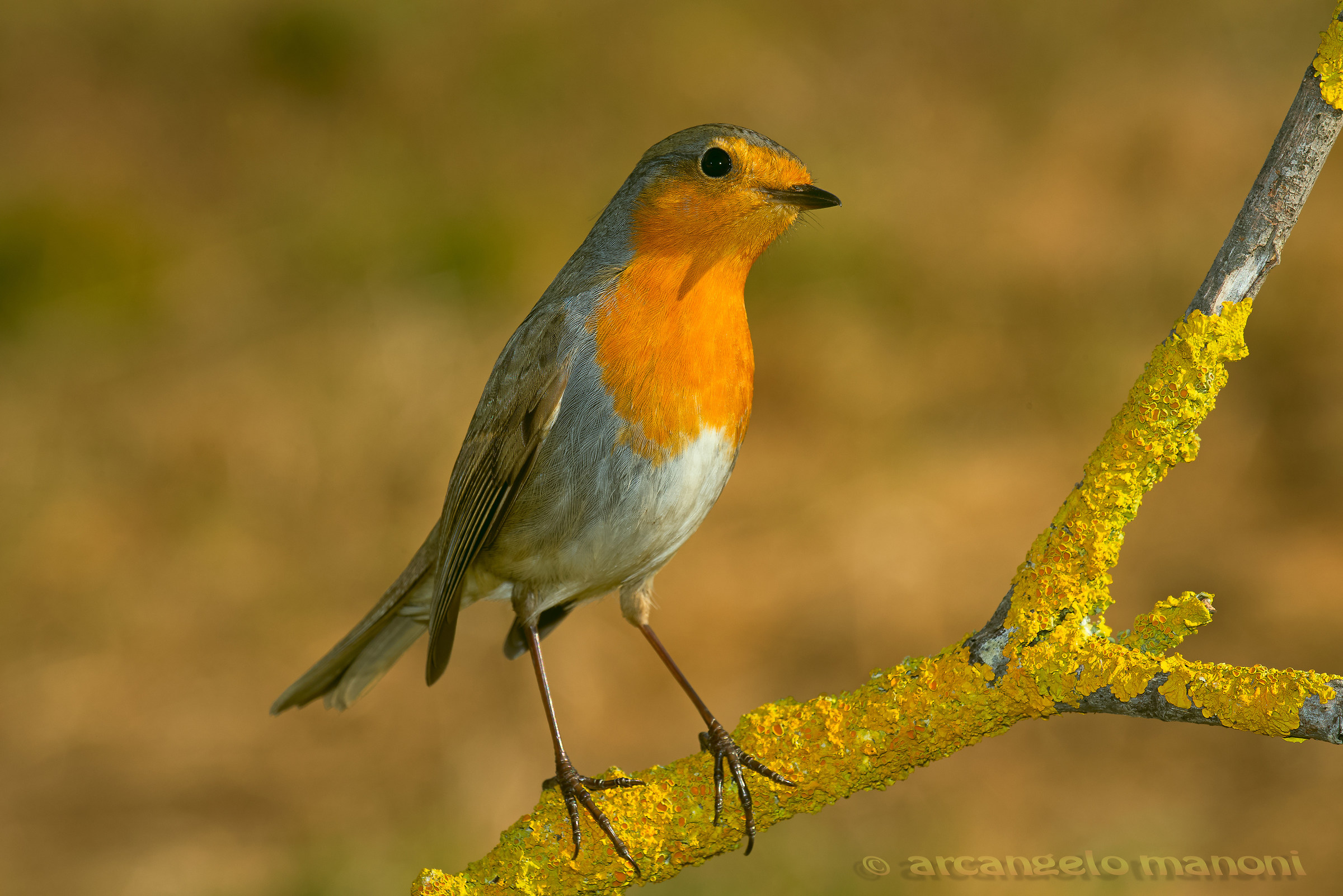 Robin with an intelligent