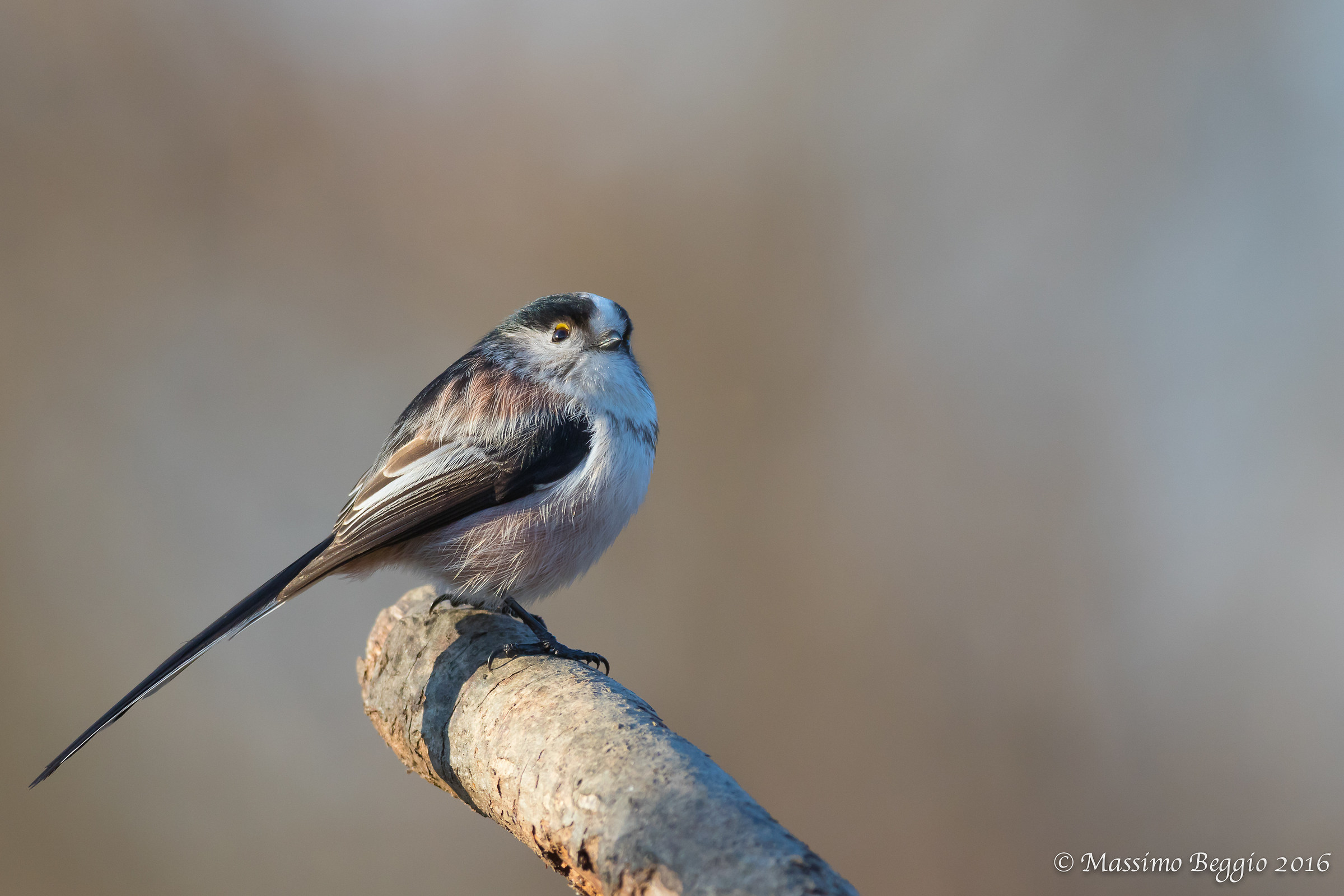 Long-tailed Tit