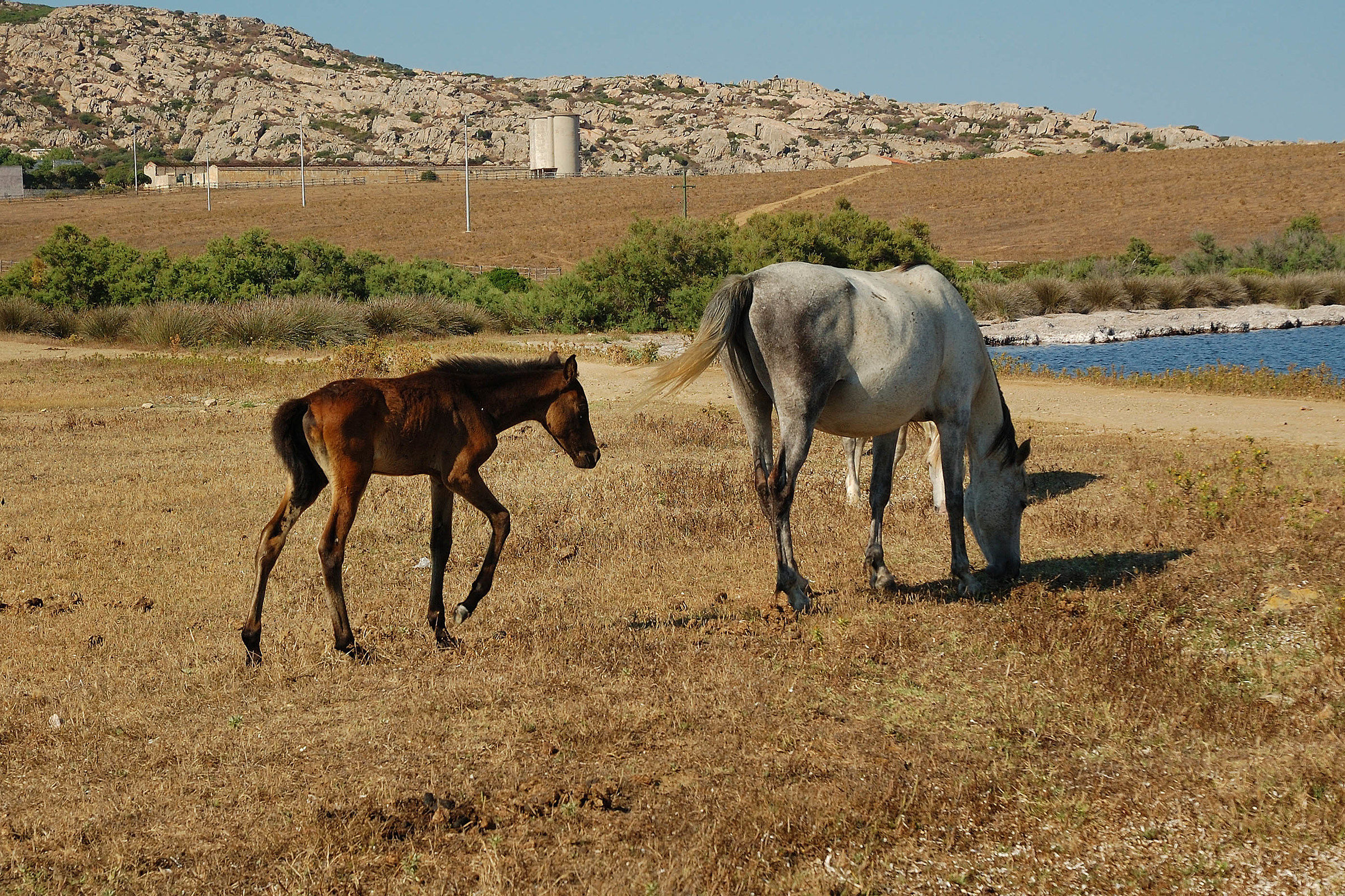 dellAsinara landscape