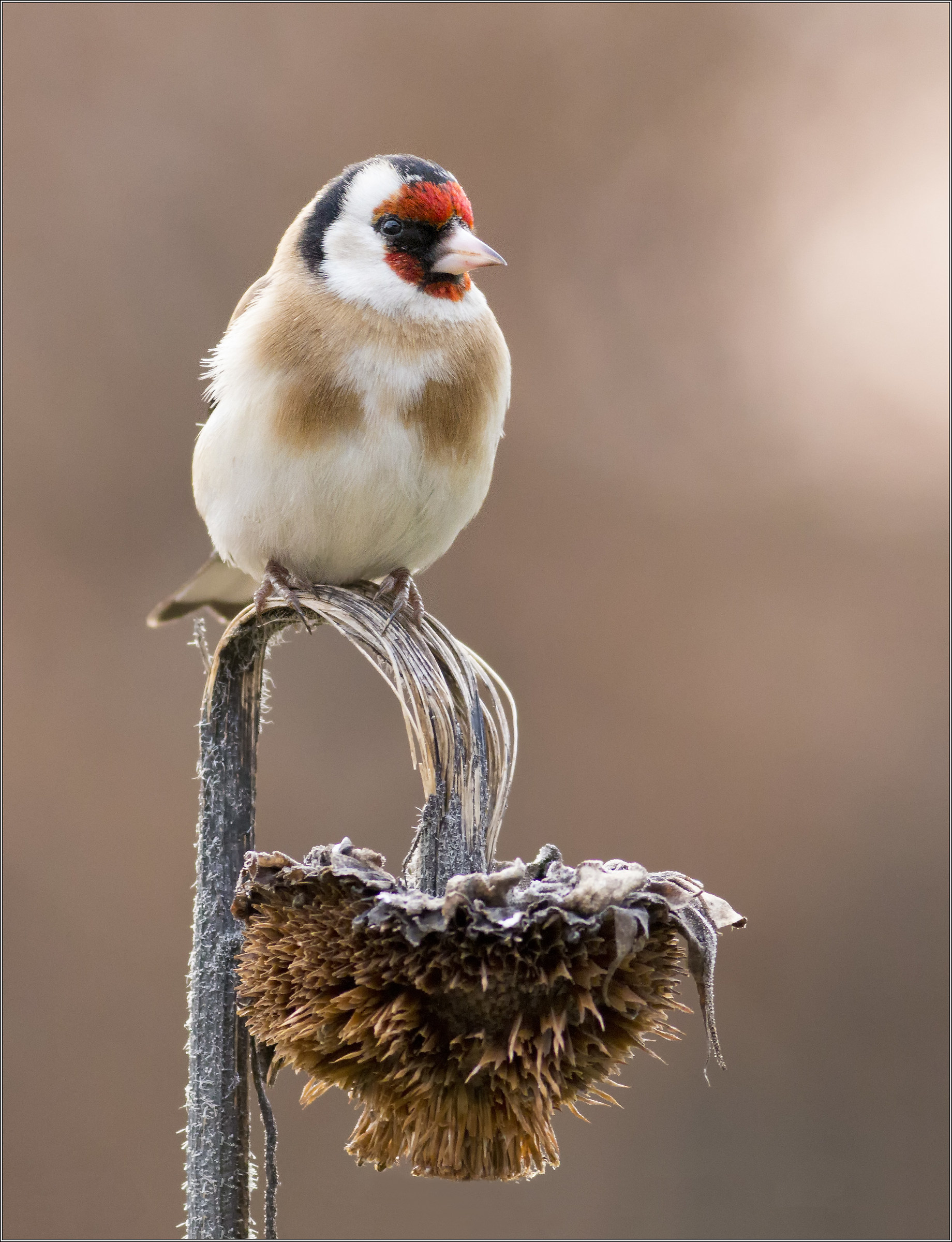 Goldfinch and Sunflower