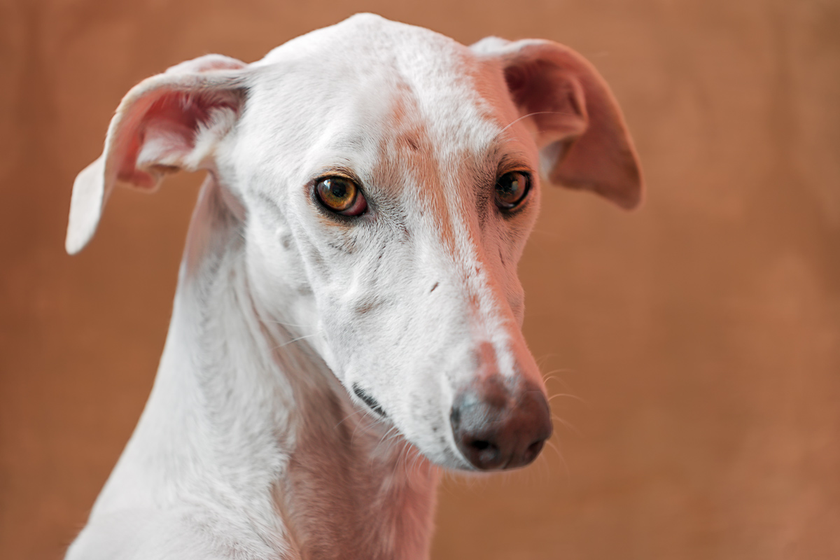 It looks almost Serio