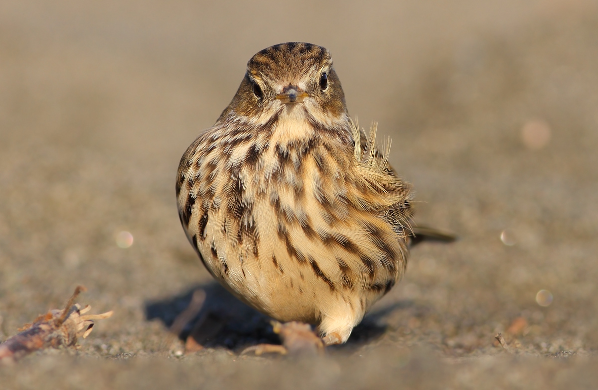 Pipit