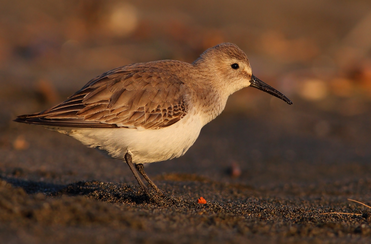 dunlin
