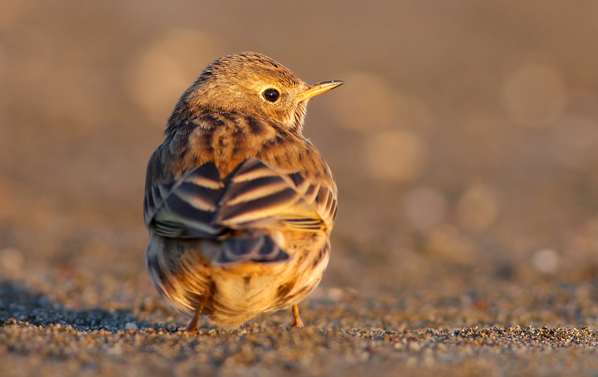 Pipit