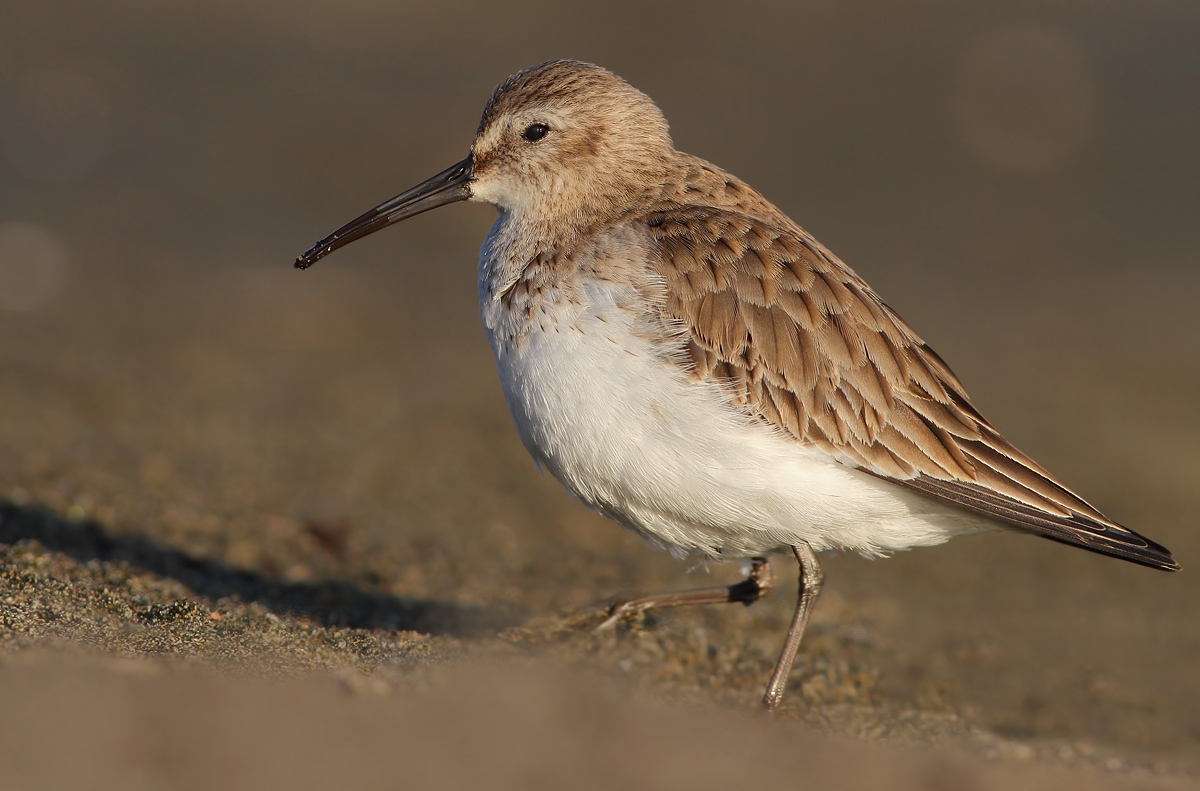 dunlin