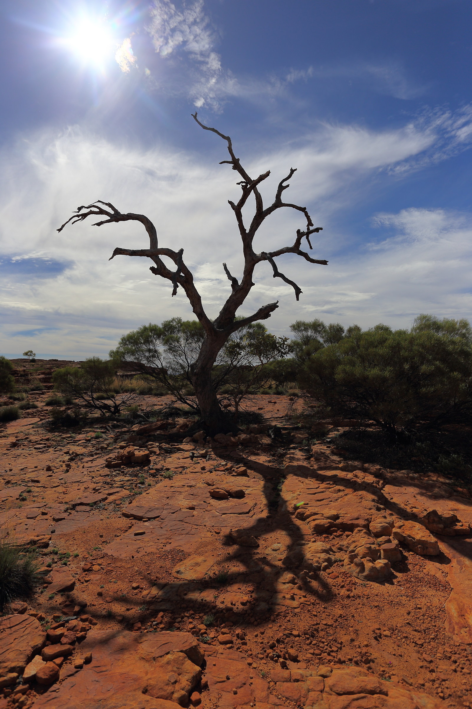 Kings Canyon (Australia): albero morto controluce