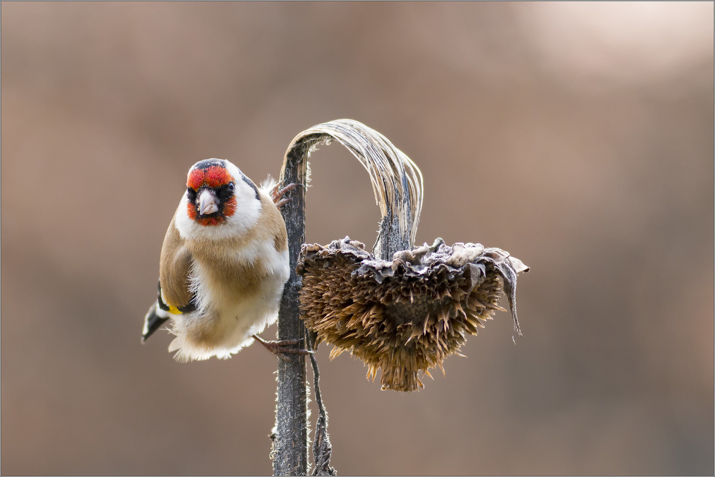 Goldfinch sunflower
