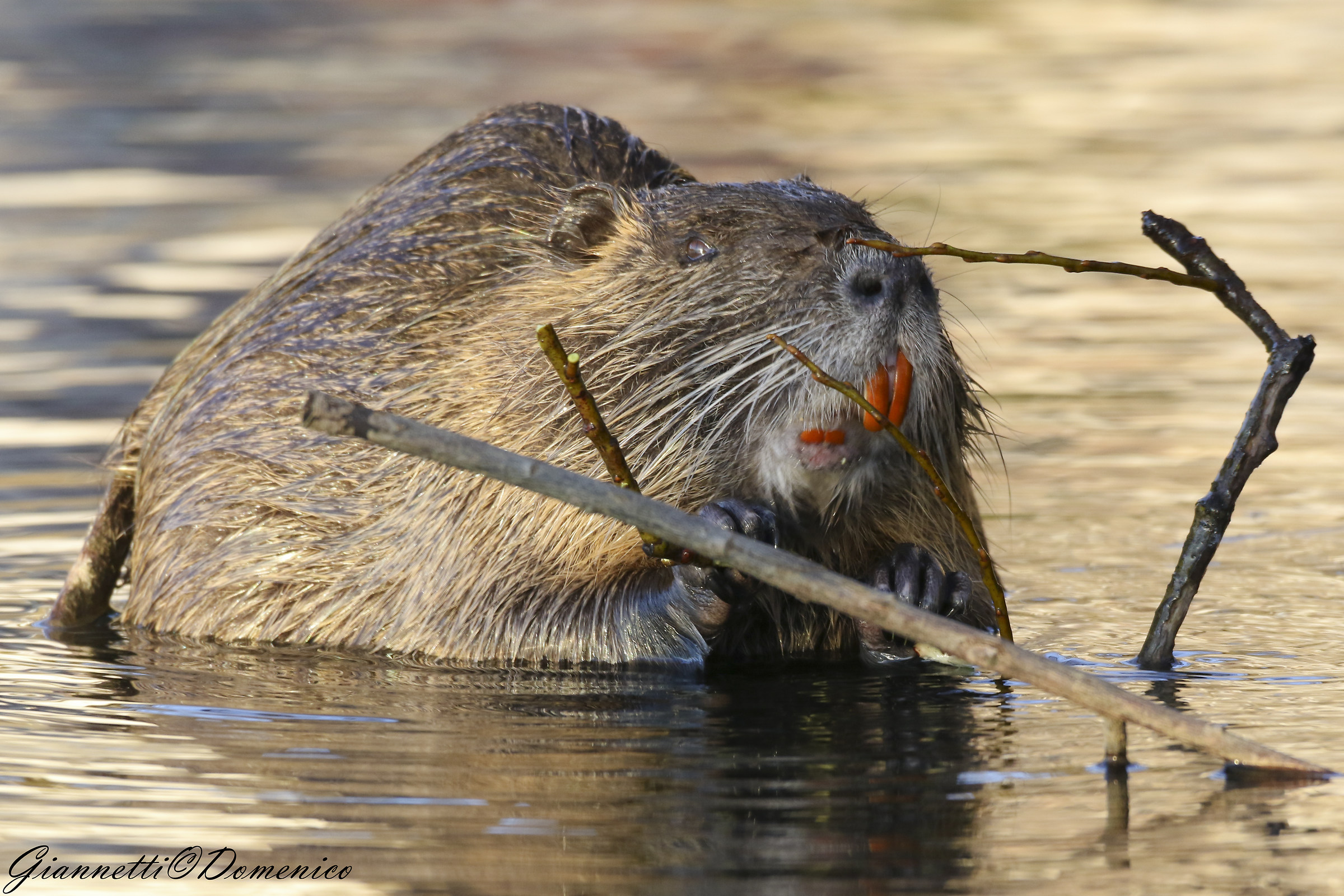 Nutria
