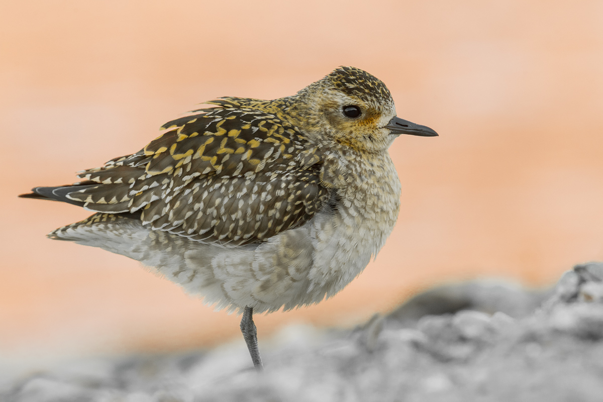 Piviere orientale con i colori dell'alba...