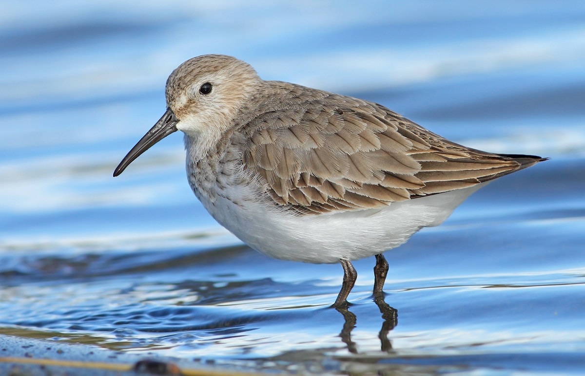 dunlin